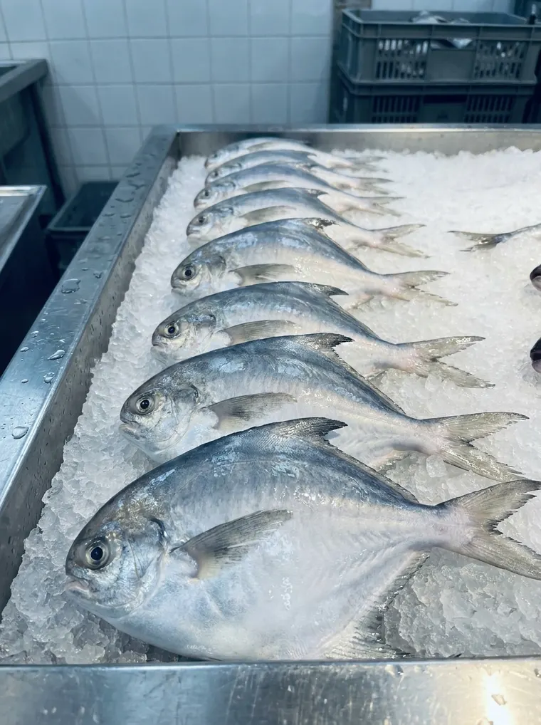 Whole silver pomfret laid in a row on crushed ice at the fish counter